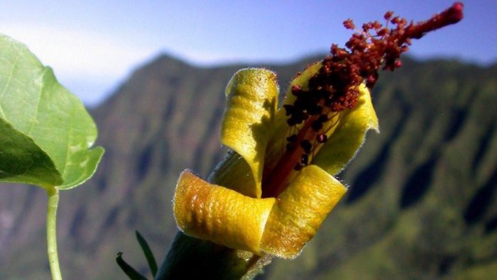 Une plante disparue redécouverte à Hawaï